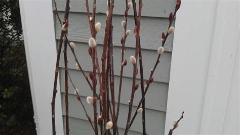 Pussy Willows And Pansies Finding Silver Pennies