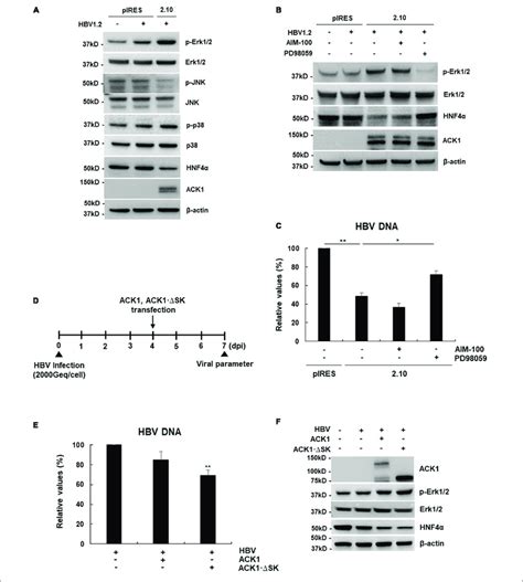 ack activates  erk hnfa signaling pathway