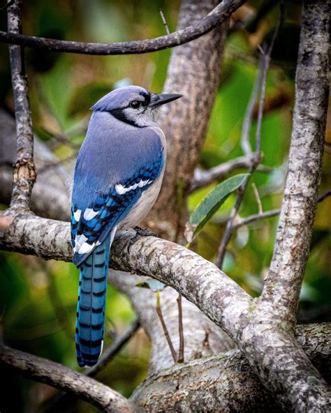 14 Beautiful Canadian Birds To Watch This Year Icy Canada