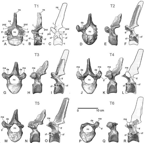 Anterior Thoracic Vertebrae Of Zygorhiza Kochii A B T1 Of Fmnh