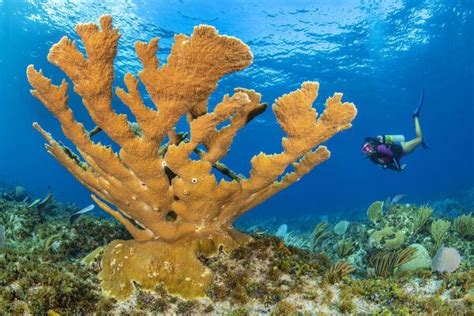 Print Of Diver Approaches A Large Colony Of Elkhorn Coral Acropora