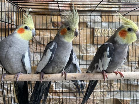 Standard Grey Cockatiel