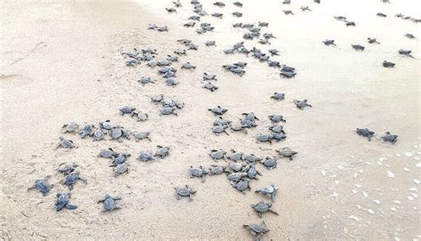 Crore Olive Ridley Turtles Hatch On Odisha Coast Prabaha Tv