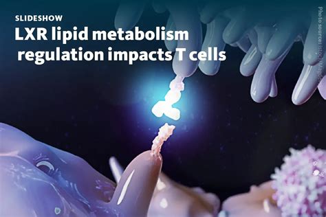 T Cell Function And Lipid Metabolism Lipotype Gmbh