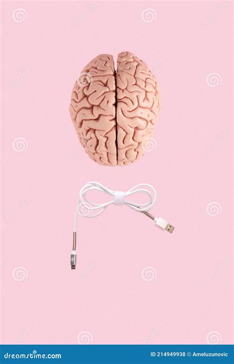 A Human Brain Anatomical Medical Model And A Bow Tie Shaped USB Cable