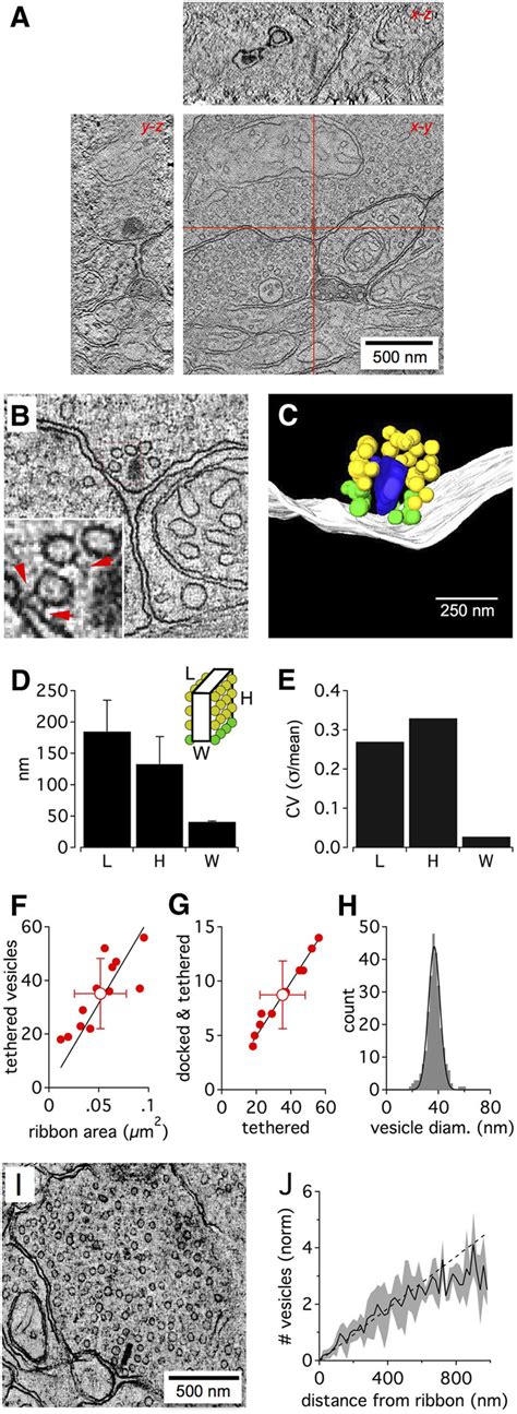 Tomography Of The Rat Rod Bipolar Ribbon Synapse A Example Download Scientific Diagram