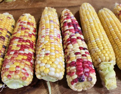 Anasazi Sweet Corn Garden Seeds Non Gmo Naturally Grown Open Etsy