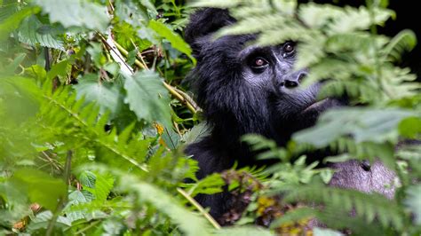 Gorilla Tracking Safari In Uganda Entebbe AndBeyond