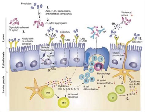 Schematic Presentation Of Possible Mechanisms Of Probiotics To