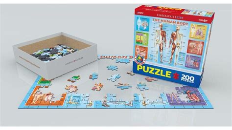 Eurographics Der Menschliche K Rper Puzzle Teile Ab