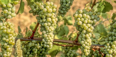 Grape Guide: Sauvignon Blanc