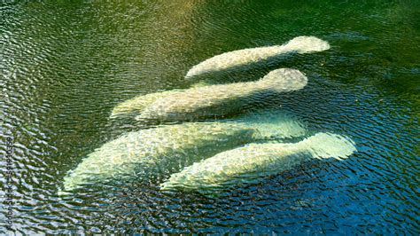 Foto De A Herd Of Florida Manatee Trichechus Manatus Latirostris