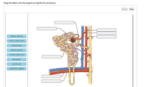 Solved Drag the labels onto the diagram to identify the | Chegg.com 