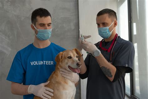 Vet Photos, Download The BEST Free Vet Stock Photos & HD Images