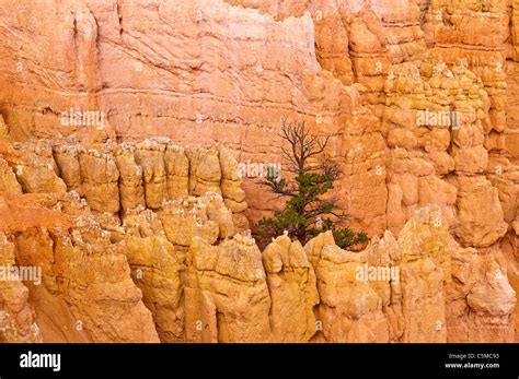 Bryce Canyon National Park Sunrise Point Amphitheater Rock Formations And Hoodoos At Sunset