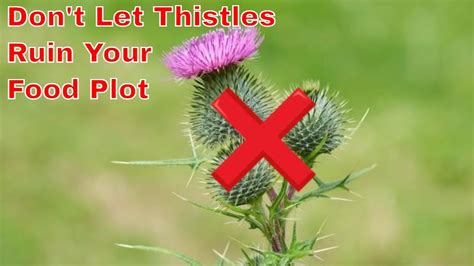 How To Get Rid Of Thistles In A Food Plot Youtube