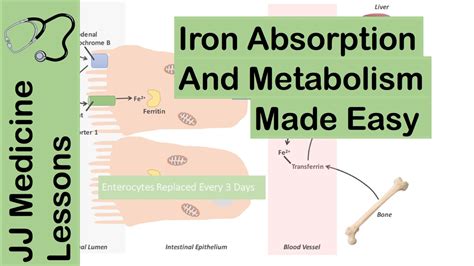 Iron Absorption Pathway