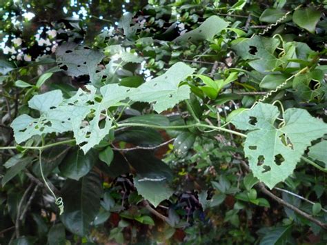 Wild Gourd Dum Mella Sl Flora