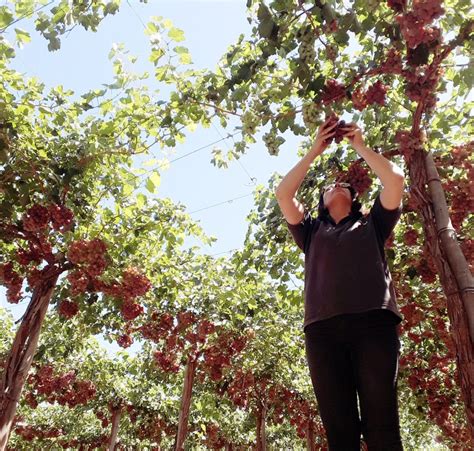 Cuyo Ya se exportaron a Brasil más de 129 toneladas de uva y ciruela