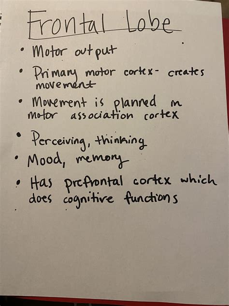 Frontal Lobe | Frontal lobe function, Frontal lobe, Brain lobes