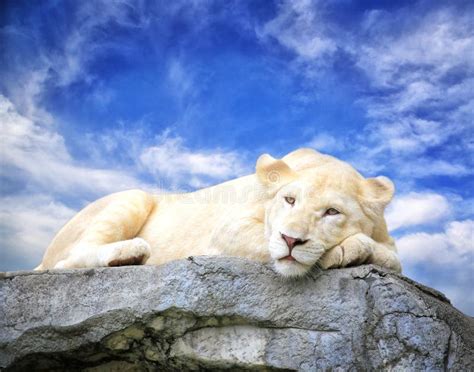 White Lion Sleep On The Rock Stock Photo Image 35799684