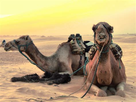 Banco De Imagens Panorama Deserto Camelo Frica Fauna Feriados