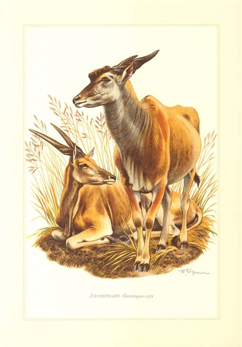 1958 common eland vintage lithograph antelopes zoology print natural
