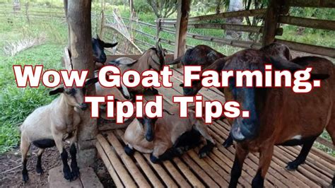 Tipid Na Panimula Sa Goat Farming Backyard Goat Farming Mindanao