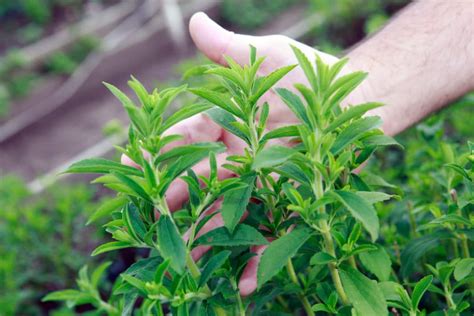 stevia plant care   top tips