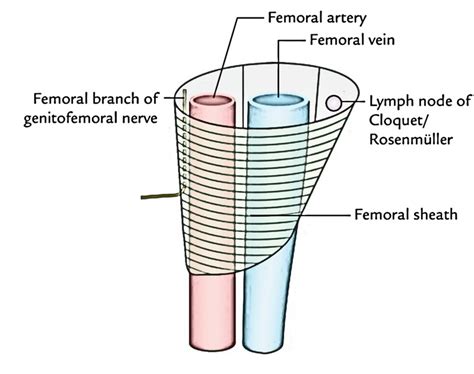 Femoral Sheath Earths Lab