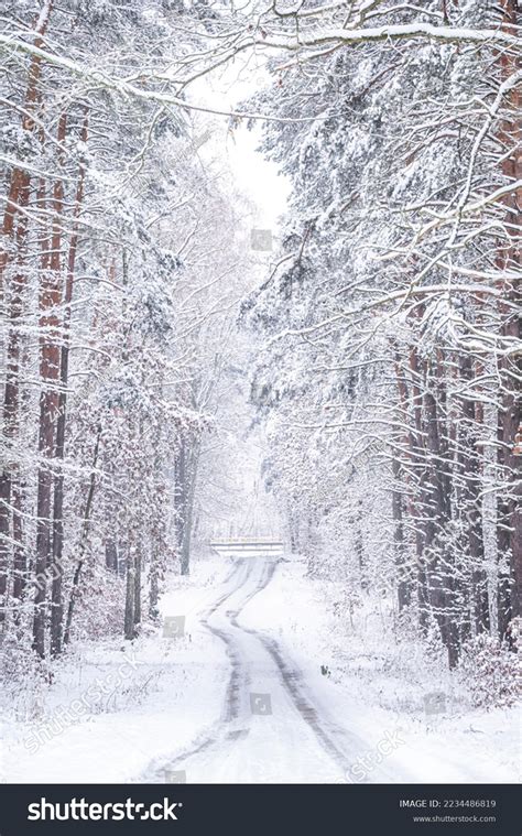 Beautiful Winter Photos Forest Stock Photo 2234486819 | Shutterstock