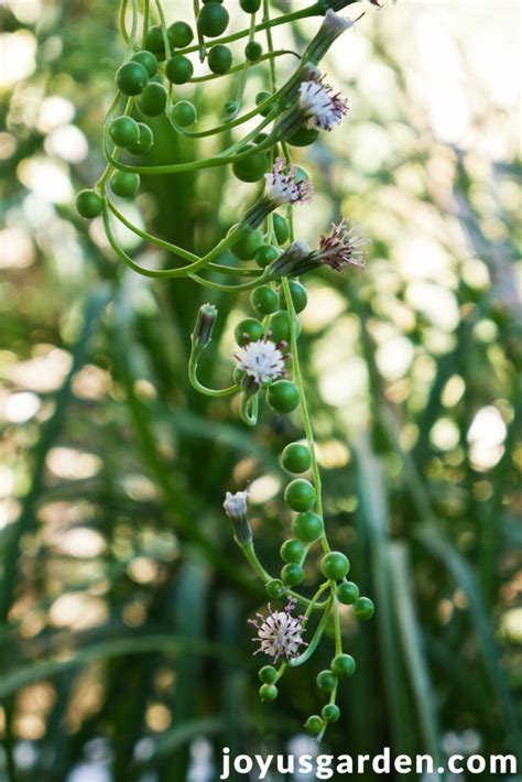 String Of Pearls Flowers: What Makes This Plant Bloom