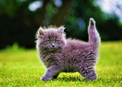 Cute Fluffy Gray Kittens