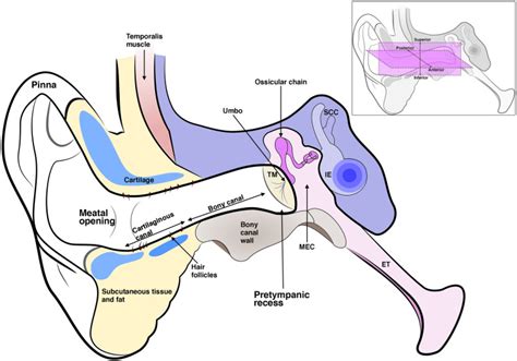 Anatomy And Development Of The Mammalian External Auditory Canal