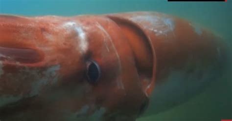 Watch Rare Giant Squid Surfaces At A Harbour In Japan ScoopWhoop