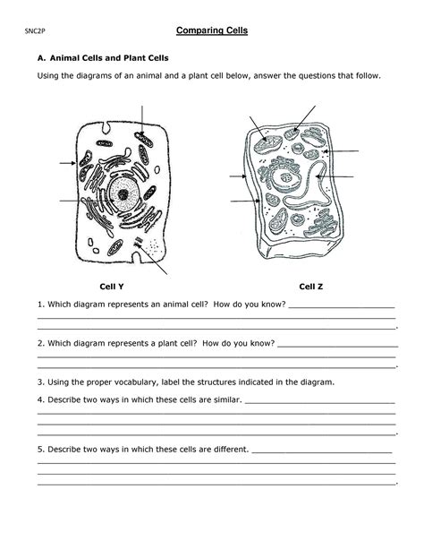 Comparing Cells Worksheet Snc2p Snc2p Comparing Cells A Animal