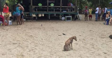 Umierająca suczka kilka dni siedziała na plaży Ludzie traktowali ją