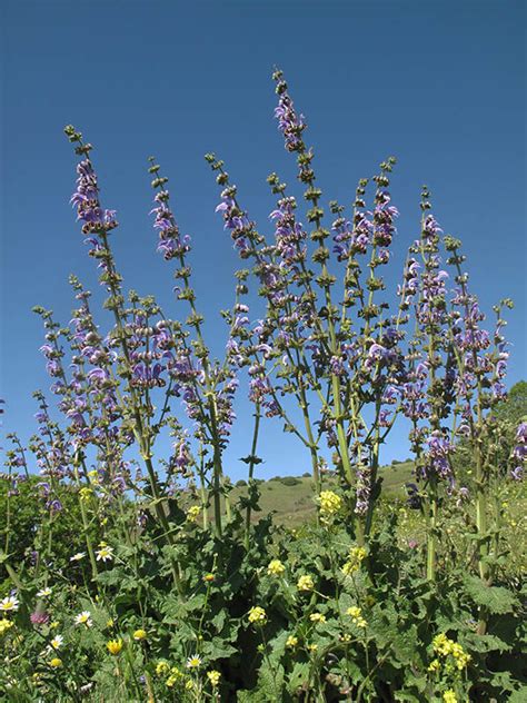 Salvia Indica L Plants Of The World Online Kew Science