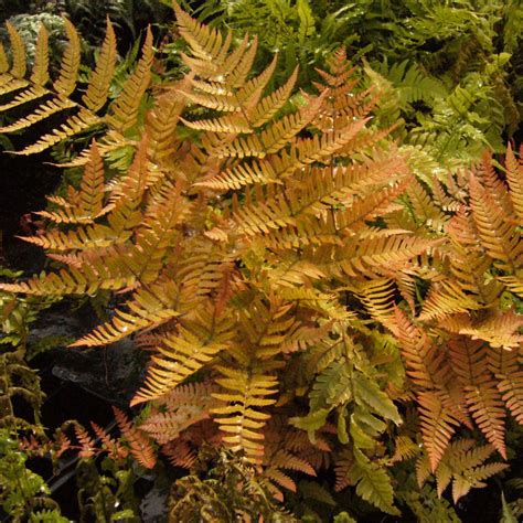 Autumn Ferns for Sale at Arbor Day's Online Tree Nursery - Arbor Day Foundation