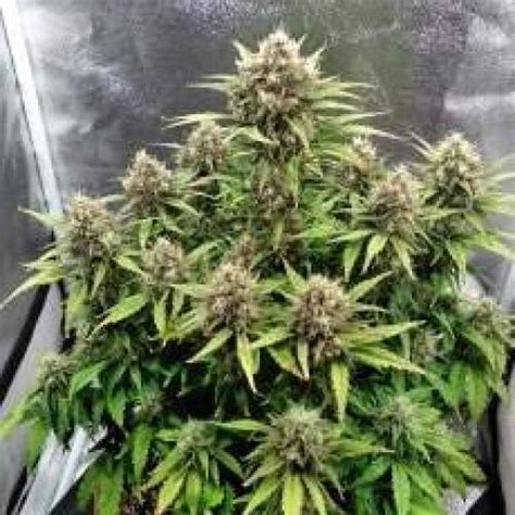 Fast Buds Stardawg Auto Grow Journal By Panthro GrowDiaries