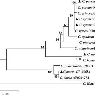 Neighbor Joining Tree Based On Cryptosporidium SSU RRNA Sequence