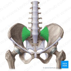 Anterior And Posterior Sacroiliac Ligaments