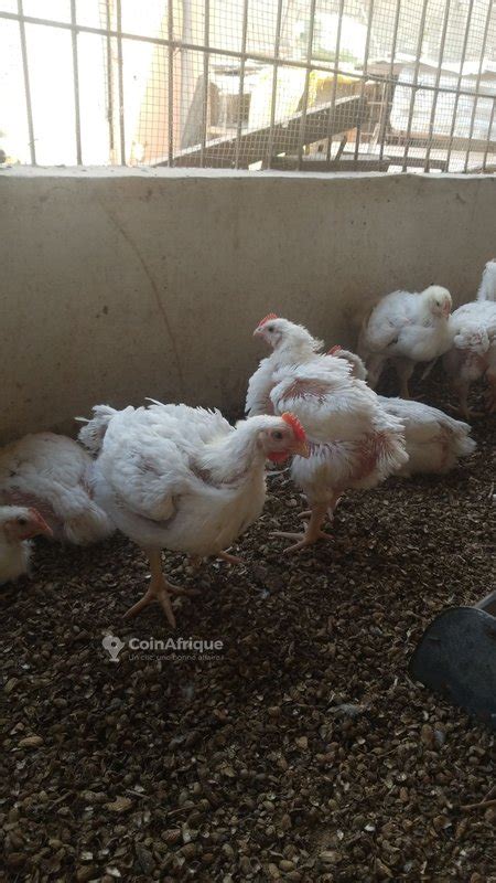 Alimentation Poulets De Chair Au S N Gal Coinafrique S N Gal