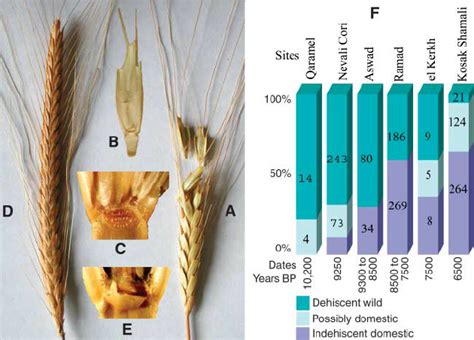 Modern examples of dehiscent wild einkorn wheat ear (A) and spikelet... | Download Scientific ...