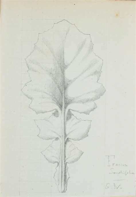 Franvox Sonchifolia Victor Ruprich Robert Musée d Orsay