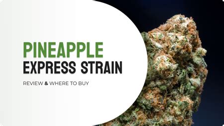 Pineapple Express Strain Review Where To Buy