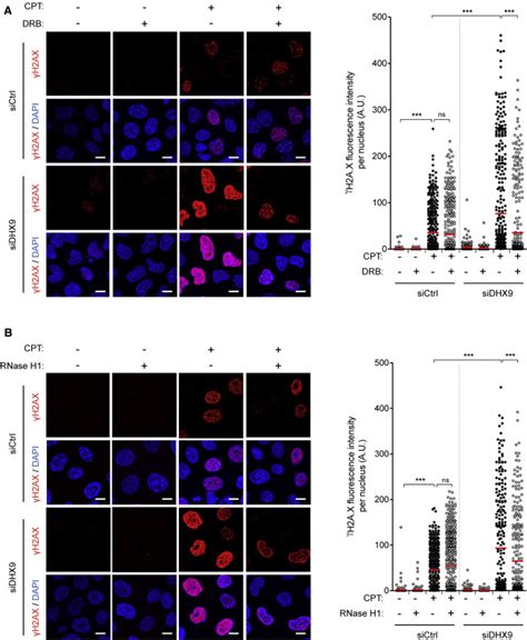 Rna Dna Hybrid Interactome Identifies Dxh As A Molecular Player In