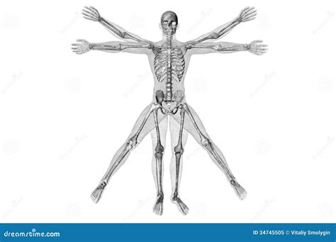 Vitruvian Man Stock Illustration Image Of Immunology 34745505