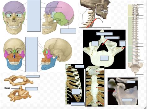 Bones Pt Diagram Quizlet