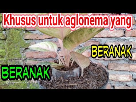 Perawatan Tanaman Hias Aglonema Lakukan Ini Agar Anakan Dan Induk